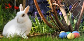 Osterhase