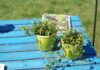 Blumen/Garten/Sommer/Gartenfest