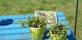 Blumen/Garten/Sommer/Gartenfest