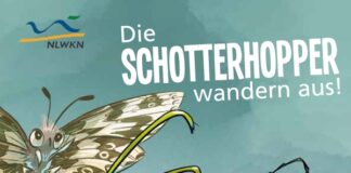 Infos speziell für Kinder: Mit dem NLWKN die spannende Welt der Insekten kennenlernen