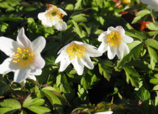 Frühblüher im Ricklinger Holz – Botanischer Spaziergang mit dem Nabu Langenhagen Buschwindröschen