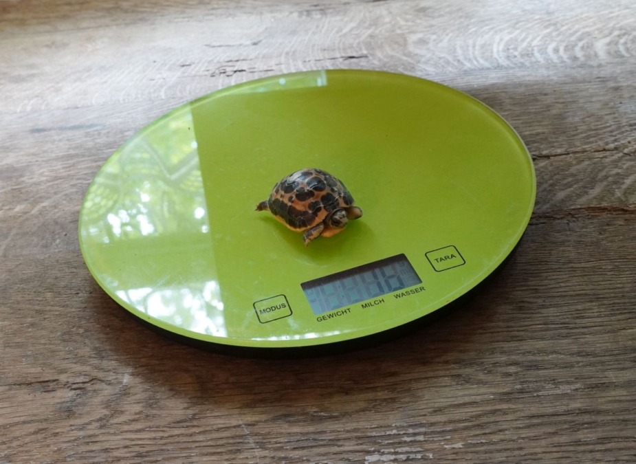 Gewichtskontrolle - das Spinnenschildkrötenjungtier wiegt 16 Gramm