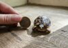 Spinnenschildkrötenjungtier