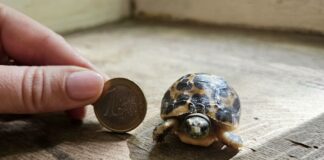 Spinnenschildkrötenjungtier