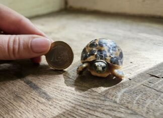 Winziger Nachwuchs im Erlebnis-Zoo Hannover Spinnenschildkrötenjungtier