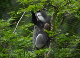 Nachwuchs bei den Brazza-Meerkatzen im Erlebnis-Zoo Brazza-Meerkatzen-Jungtier