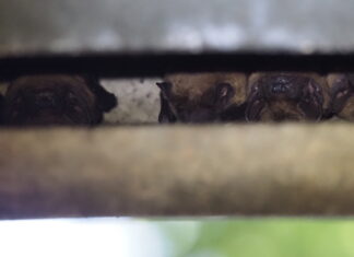 Kobolde der Nacht – Fledermäuse im Stadtwald und an der Wietze Abendsegler in einem der vom NABU betreuten Fledermauskästen im Stadtwald Langenhagen