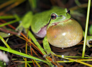 NABU Langenhagen lädt zum Konzert der Laubfrösche in Kananohe Laubrosch