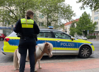 Kurze Beine auf Abwegen: Entlaufenes Pony sorgt für Polizeieinsatz Mini-Pony "John Boy" mit einer Polizeibeamtin vorm Funkstreifenwagen