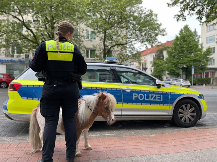 Mini-Pony "John Boy" mit einer Polizeibeamtin vorm Funkstreifenwagen