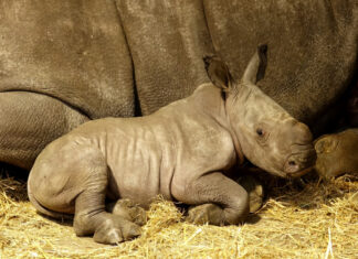 55. Breitmaulnashorn-Baby im Serengeti-Park Hodenhagen geboren Matamba