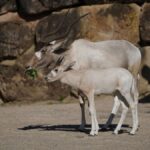 Addax-Mutter mit ihrem Ende April geborenen Nachwuchs - Foto Erlebnis-Zoo Hannover