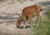 Goldiger Nachwuchs - Das Bison-Kalb kam im April im Erlebnis-Zoo zur Welt