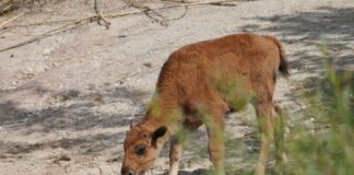 Goldiger Nachwuchs - Das Bison-Kalb kam im April im Erlebnis-Zoo zur Welt