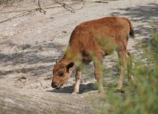 Erlebnis-Zoo Hannover: Fünf Mini-Buddler und ein goldenes Kalb Goldiger Nachwuchs - Das Bison-Kalb kam im April im Erlebnis-Zoo zur Welt