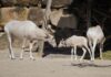 Kleine Kostbarkeiten - Addax sind vom Aussterben bedroht - der Erlebnis-Zoo freut sich über Nachwuchs - Foto Erlebnis-Zoo Hannover