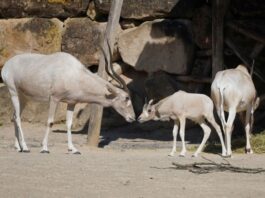Kleine Kostbarkeiten - Addax sind vom Aussterben bedroht - der Erlebnis-Zoo freut sich über Nachwuchs - Foto Erlebnis-Zoo Hannover