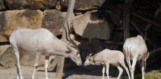 Kleine Kostbarkeiten - Addax sind vom Aussterben bedroht - der Erlebnis-Zoo freut sich über Nachwuchs - Foto Erlebnis-Zoo Hannover