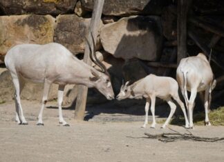 Nachwuchs bei den Wüstenantilopen Addax im Erlebnis-Zoo Hannover Kleine Kostbarkeiten - Addax sind vom Aussterben bedroht - der Erlebnis-Zoo freut sich über Nachwuchs - Foto Erlebnis-Zoo Hannover