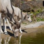 Neue Bewohner am Sambesi - die Addax-Antilopen haben doppelten Nachwuchs - Foto Erlebnis-Zoo Hannover
