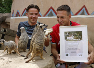 Erlebnis-Zoo verleiht Hannover-96-Akademie Ehrenpatenschaft für Erdmännchen Erlebnis-Zoo verleiht Hannover-96-Akademie Ehrenpatenschaft für Erdmännchen