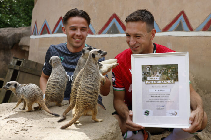 Erlebnis-Zoo verleiht Hannover-96-Akademie Ehrenpatenschaft für Erdmännchen