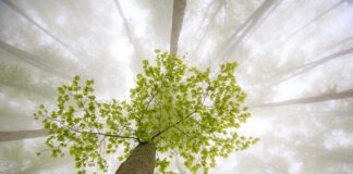 Baum im Nebel
