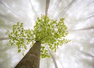 Fotoausstellung in der MHH: Einblicke in die Schönheit der Natur Baum im Nebel