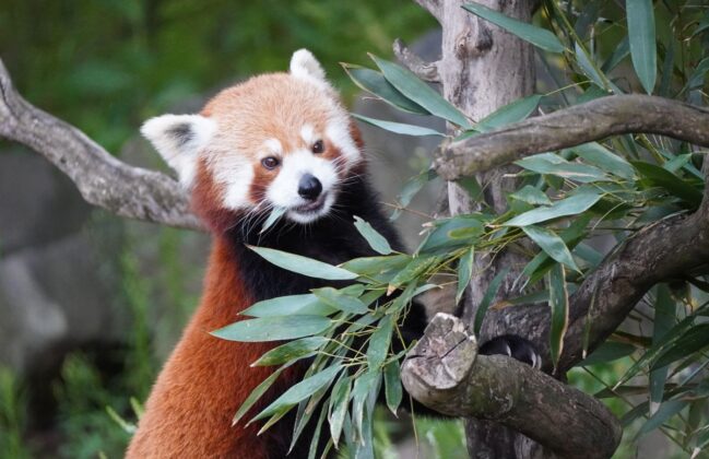 Bambus ist die Hauptspeise der Roten Pandas