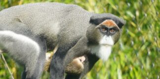 Brazza-Meerkatze mit ihrem Jungtier