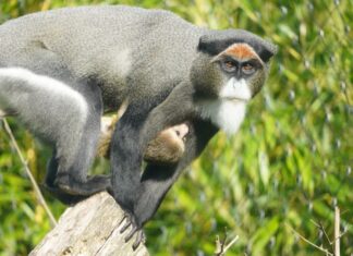 Nachwuchs bei Drills und Brazza-Meerkatzen im Erlebnis-Zoo Hannover Brazza-Meerkatze mit ihrem Jungtier