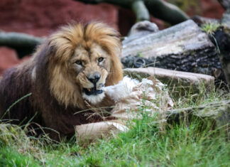 Löwenkater Basu feiert 10. Geburtstag im Erlebnis-Zoo Hannover Alpaka-Wolle und Rindfleisch als besondere Beschäftigung für die Berberlöwen