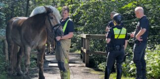 Pferd der Polizeireiterstaffel bricht durch Brücke – Selbstbefreiung und schnelle Hilfe vor Ort