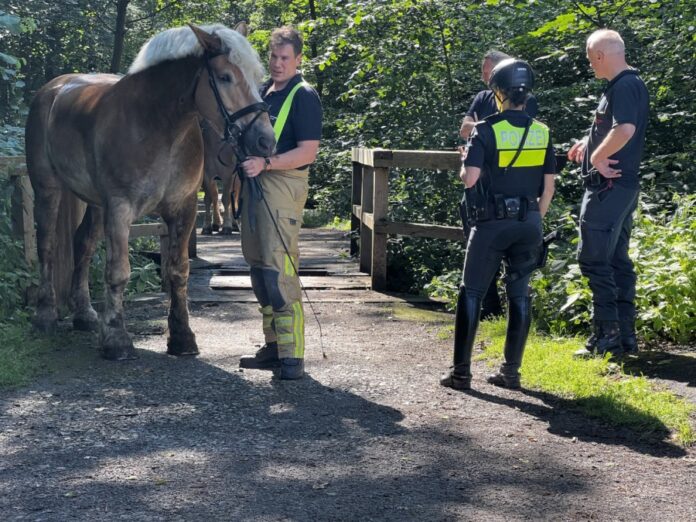 Pferd der Polizeireiterstaffel bricht durch Brücke – Selbstbefreiung und schnelle Hilfe vor Ort