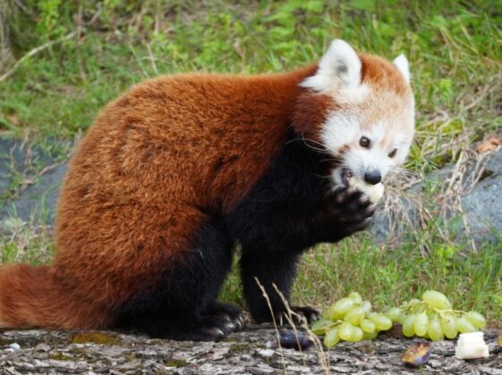 Rote Pandas gehören zu den Katzenbären