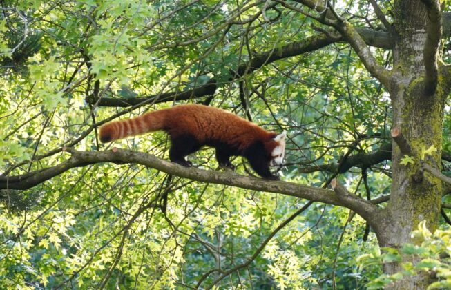 Roter Panda in den Baumkronen