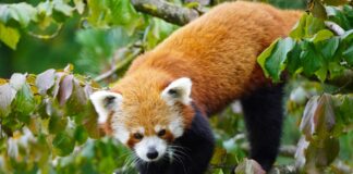 Rotes-Panda-Männchen im Blätterwald