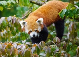 Rote Pandas beziehen neue Anlage im Erlebnis-Zoo Hannover Rotes-Panda-Männchen im Blätterwald