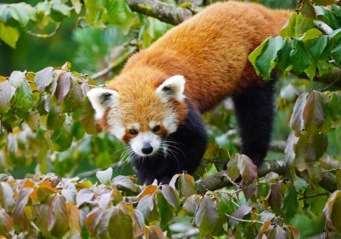 Rotes-Panda-Männchen im Blätterwald