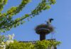 Storchennest