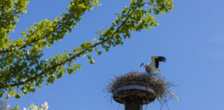 Storchennest