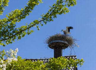 Saison-Bilanz 2024: Weißstorch-Boom in der Region geht weiter Storchennest