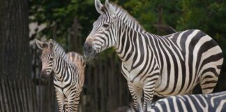 Streifenbande - Das Zebrafohlen mit seiner Mutter
