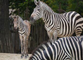 Nachwuchs bei den Steppenzebras im Erlebnis-Zoo Streifenbande - Das Zebrafohlen mit seiner Mutter