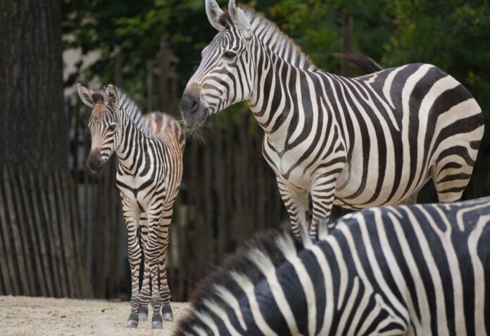 Streifenbande - Das Zebrafohlen mit seiner Mutter