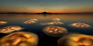 Ballet der Medusen