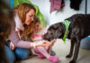 Kitahund Dobby in der Kita Isernhagen F.B.