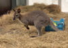 Känguru im Serengeti-Park Hodenhagen angekommen