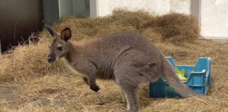 Känguru im Serengeti-Park Hodenhagen angekommen
