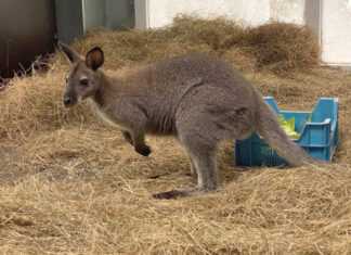 Känguru im Serengeti-Park Hodenhagen angekommen Känguru im Serengeti-Park Hodenhagen angekommen